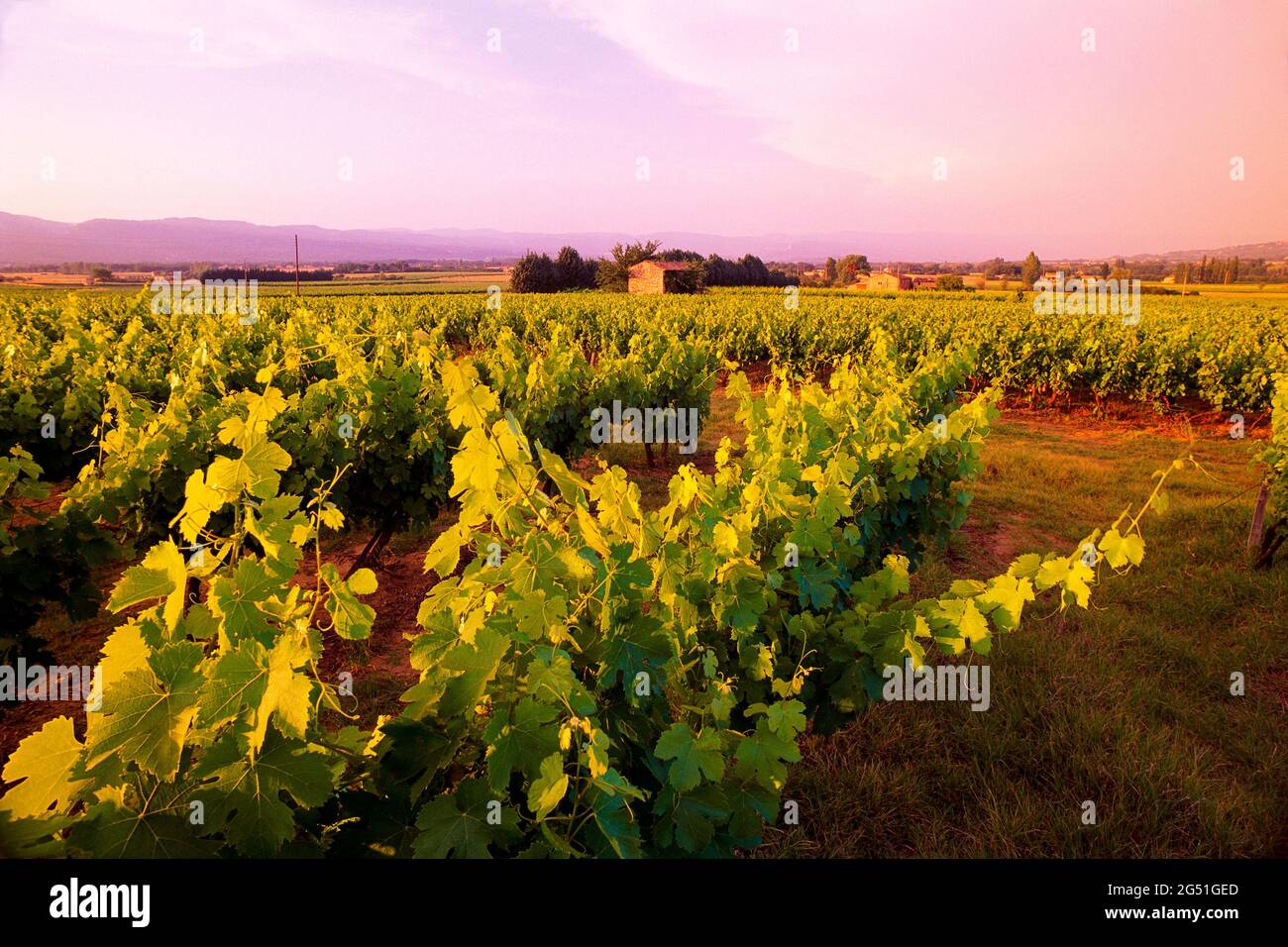 Paysage avec vignoble vert au coucher du soleil, Provence, France Banque D'Images