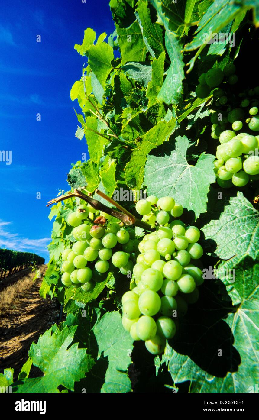 Gros plan de raisins non mûrs sur la vigne, Alsace, France Banque D'Images