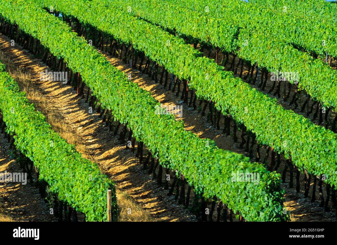 Paysage avec vue sur le vignoble, Alsace, France Banque D'Images