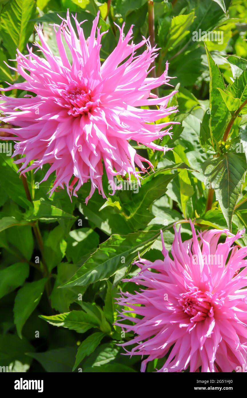 Dahlia - Bloom plein dans le jardin Banque D'Images