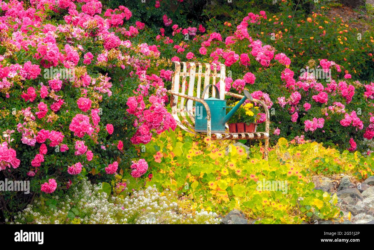 Arrosoir sur chaise dans un jardin coloré en fleurs, Central Coast, Californie, États-Unis Banque D'Images