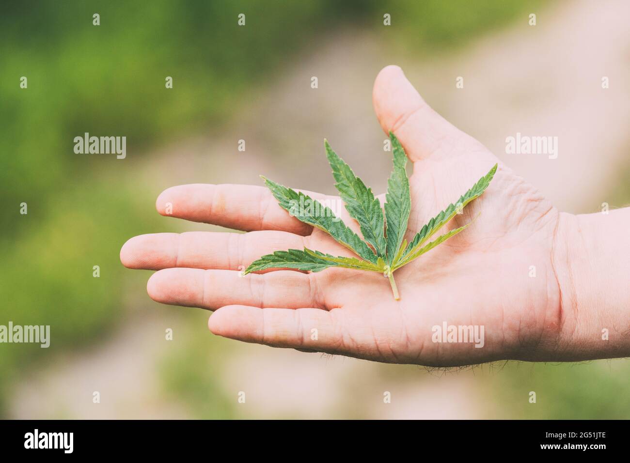 Homme tenant légal Green marijuana Cannabis Sprout dans sa main paume. Cannabis belle plante de cannabis à la marijuana Banque D'Images