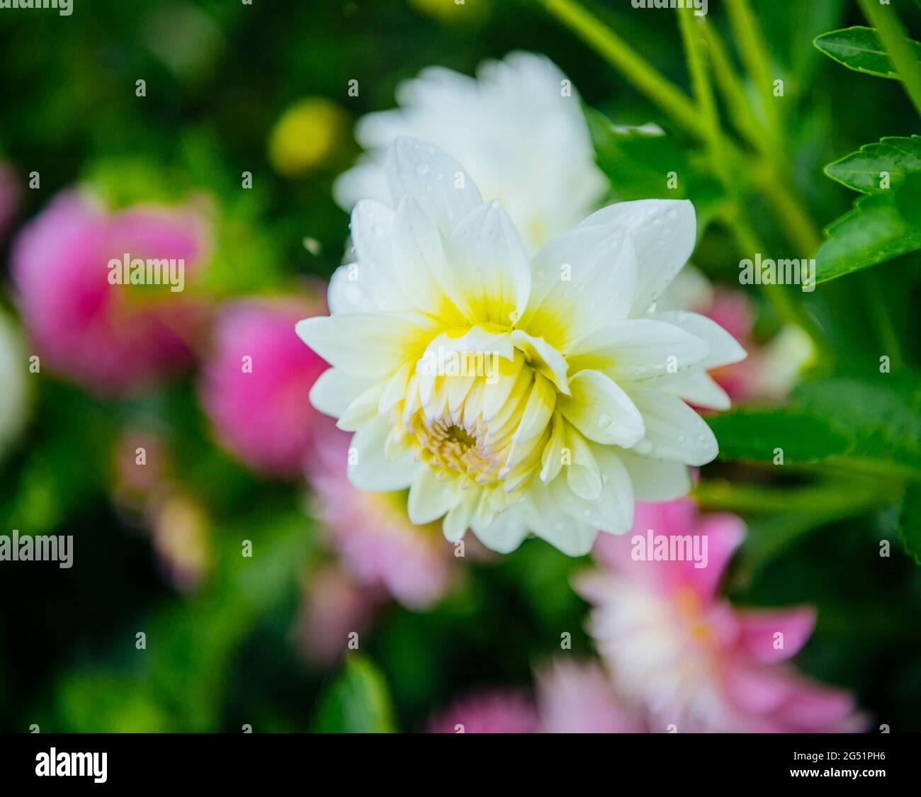 Close-up de fleur blanche Banque D'Images