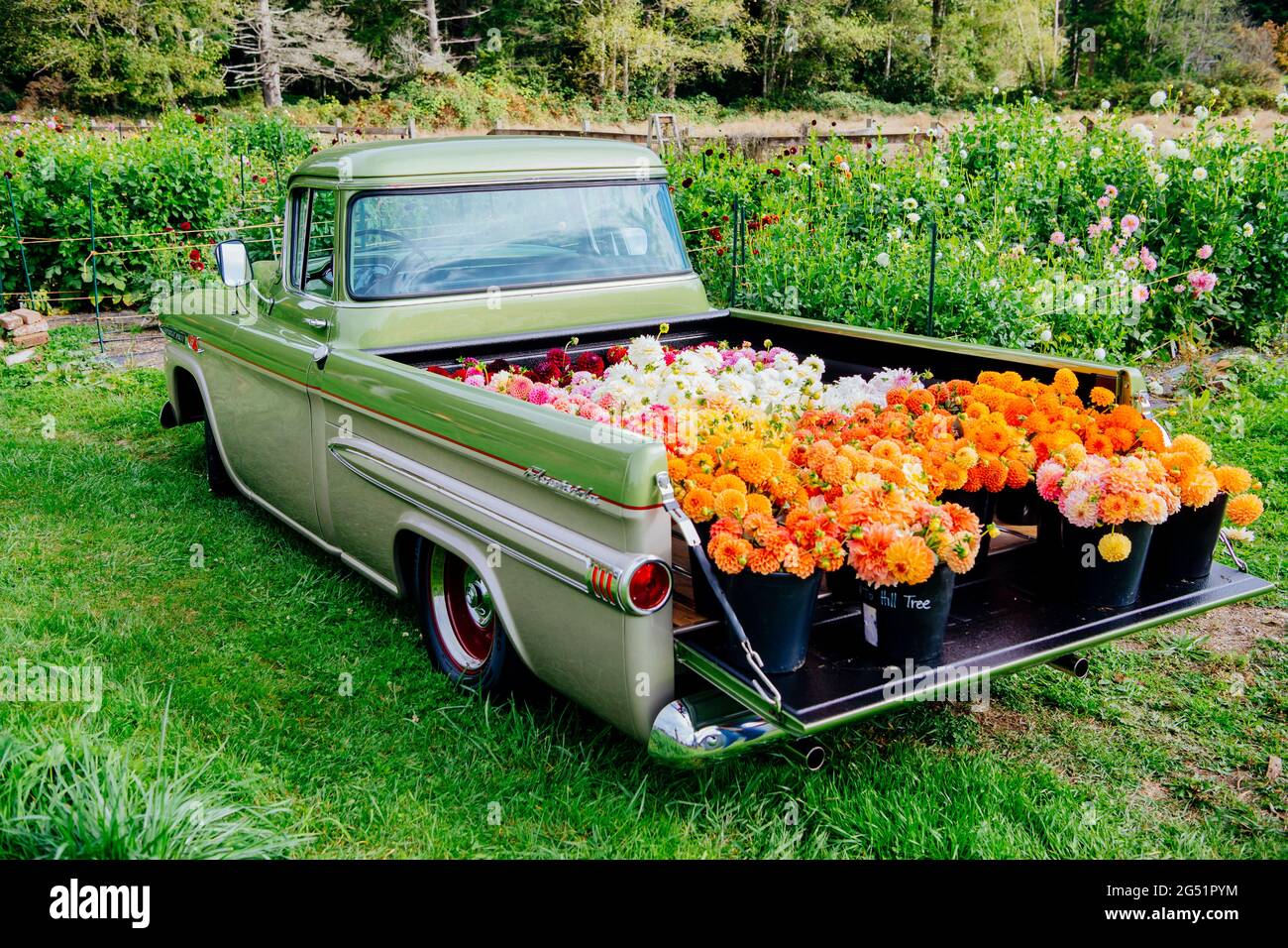 Lit camion plein de fleurs de Dahlia Banque D'Images