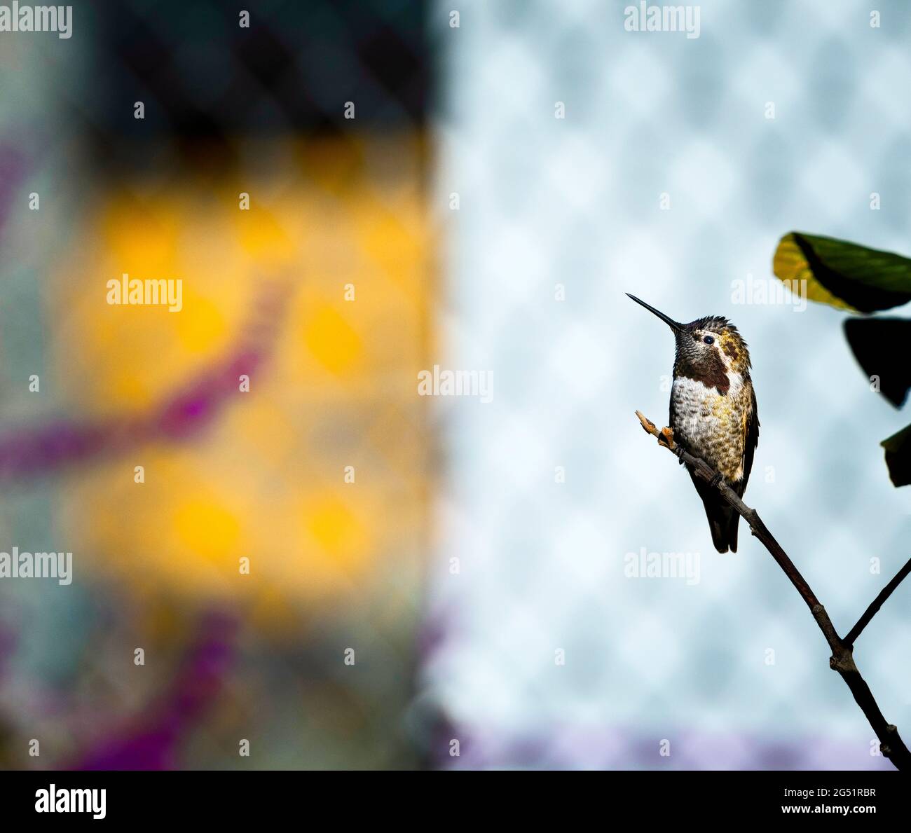 Hummingbird perching on twig Banque D'Images
