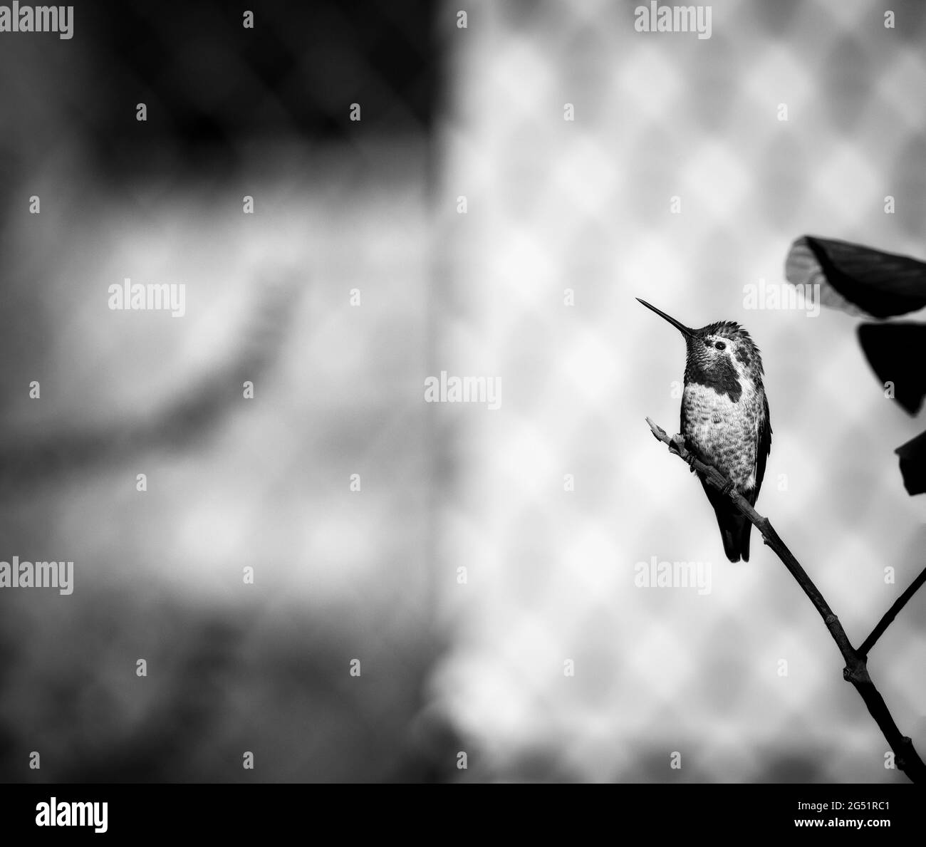 Colibri perçant sur la branche en noir et blanc Banque D'Images