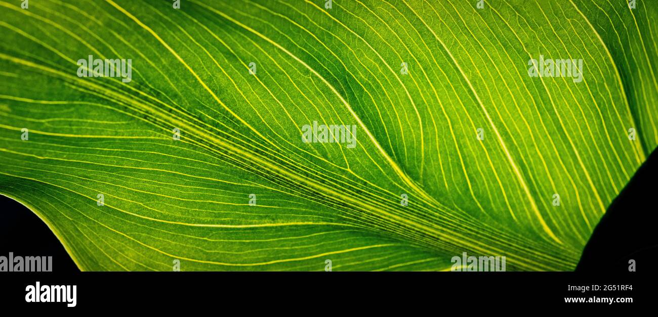 Gros plan de la feuille verte avec nervures visibles Banque D'Images