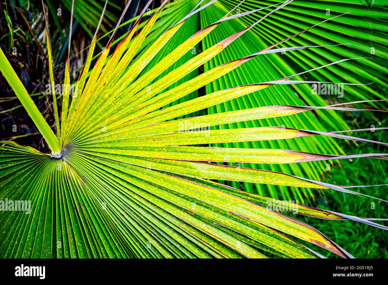 Close-up de green palm leaf Banque D'Images