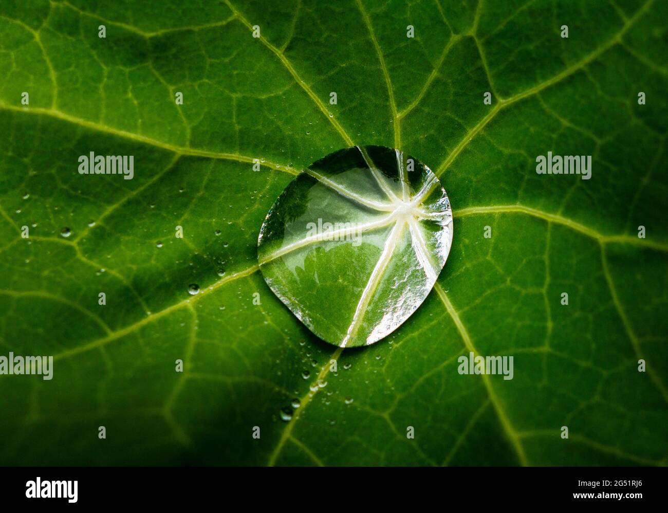 Gros plan d'une seule goutte de rosée sur la feuille verte de Naturtium Banque D'Images