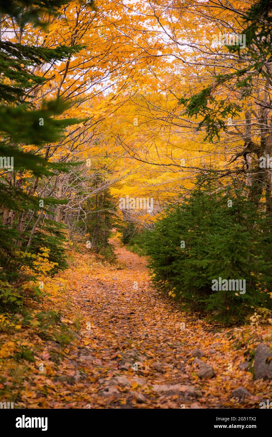 Allée romantique mystérieuse, arbres colorés remplis de feuilles d'érable rouge orangé dense, paysage d'automne, fond naturel. Couleurs d'automne Cap-Breton Banque D'Images