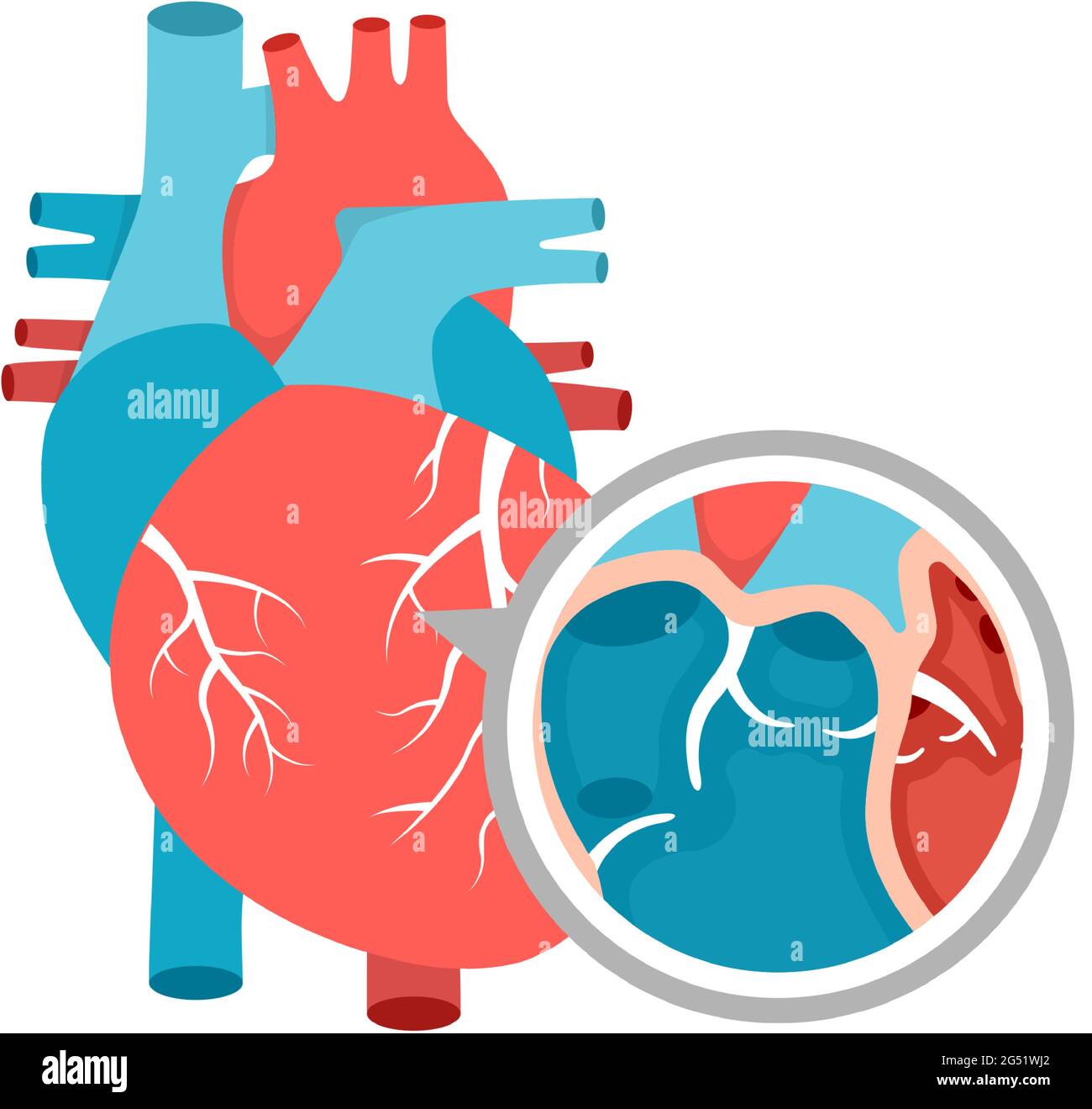 Gros plan sur l'anatomie du cœur humain. Schéma pédagogique avec illustration du cœur. Illustration de Vecteur