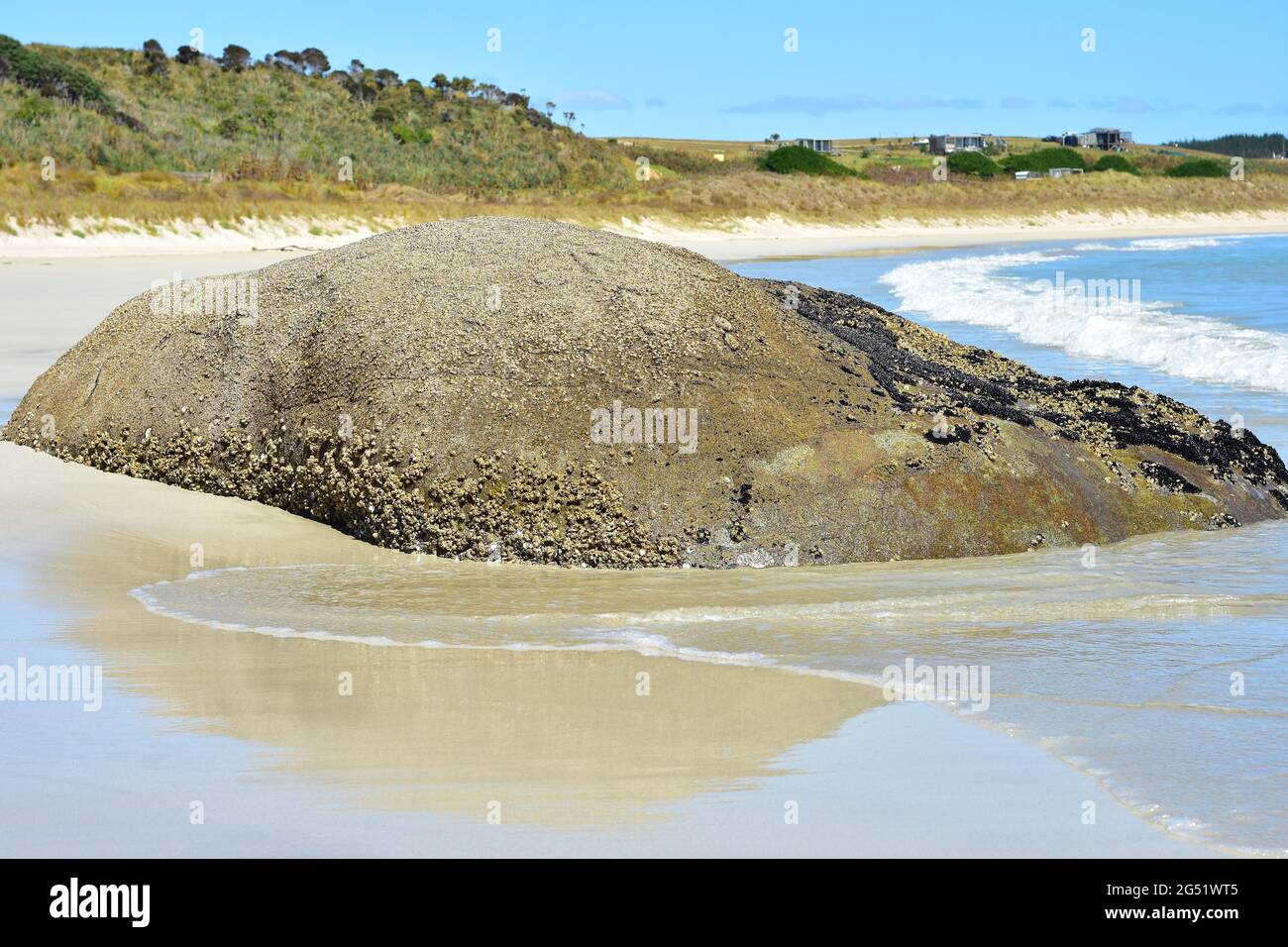 Grand rocher partiellement couvert de barnacles et de moules noires à moitié enfoui dans le sable fin de la plage et lavé par les vagues de surf. Banque D'Images