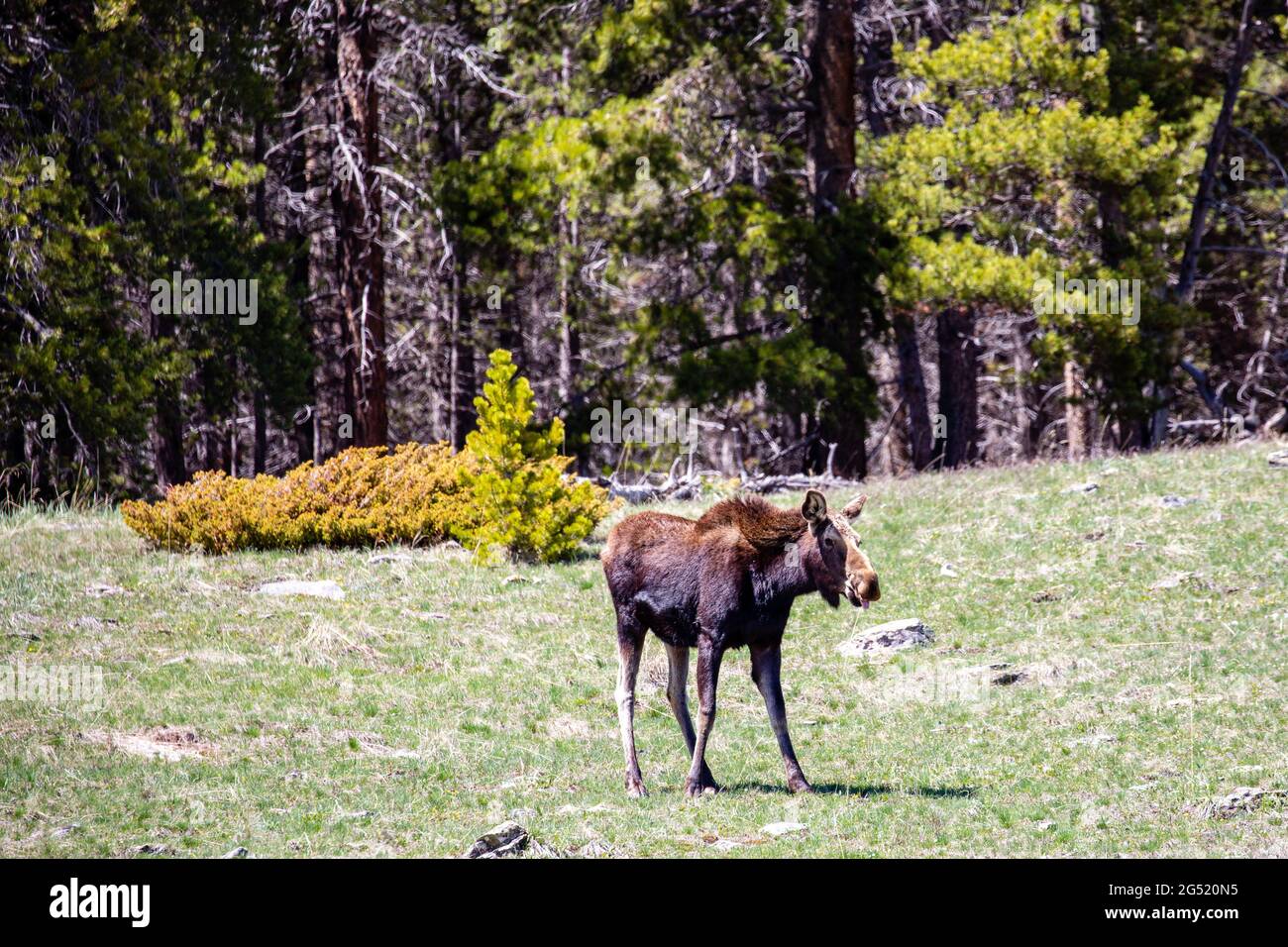 Jeune femelle Moose (Alces alces) mangeant dans les montagnes Big Horn Wyoming à la fin de mai, à l'horizontale Banque D'Images Jeune femelle Moose (Alces alces) mangeant dans les montagnes Big Horn Wyoming à la fin de mai, à l'horizontale Banque D'Images