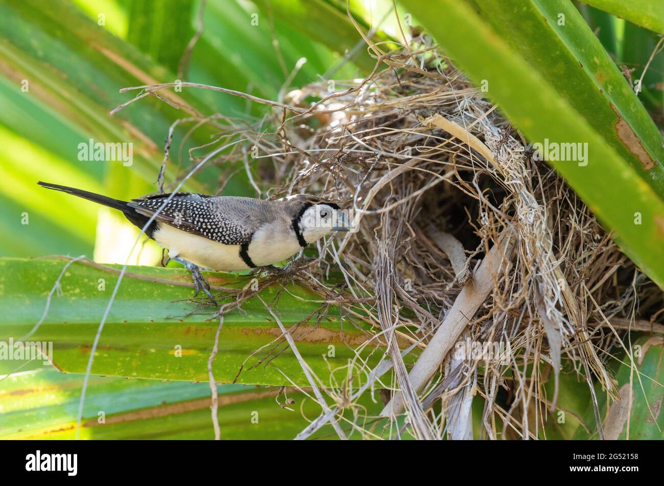 Les oiseaux ont été barré de deux fois finch au nid sur les rives de la rivière Gregory Queensland, en Australie. Banque D'Images