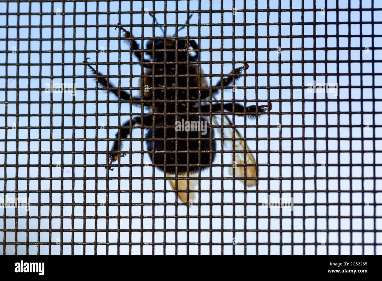 Un dessous d'une abeille de Carpenter vu reposant sur un écran métallique à fort Wayne, Indiana, États-Unis. Banque D'Images