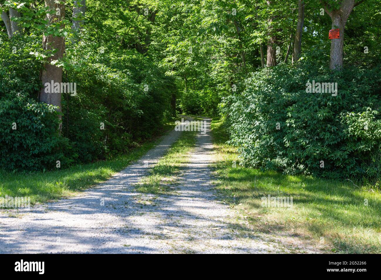 Une voie bordée d'arbres disparaît dans les bois du comté de DeKalb près de Spencerville, Indiana, États-Unis. Banque D'Images