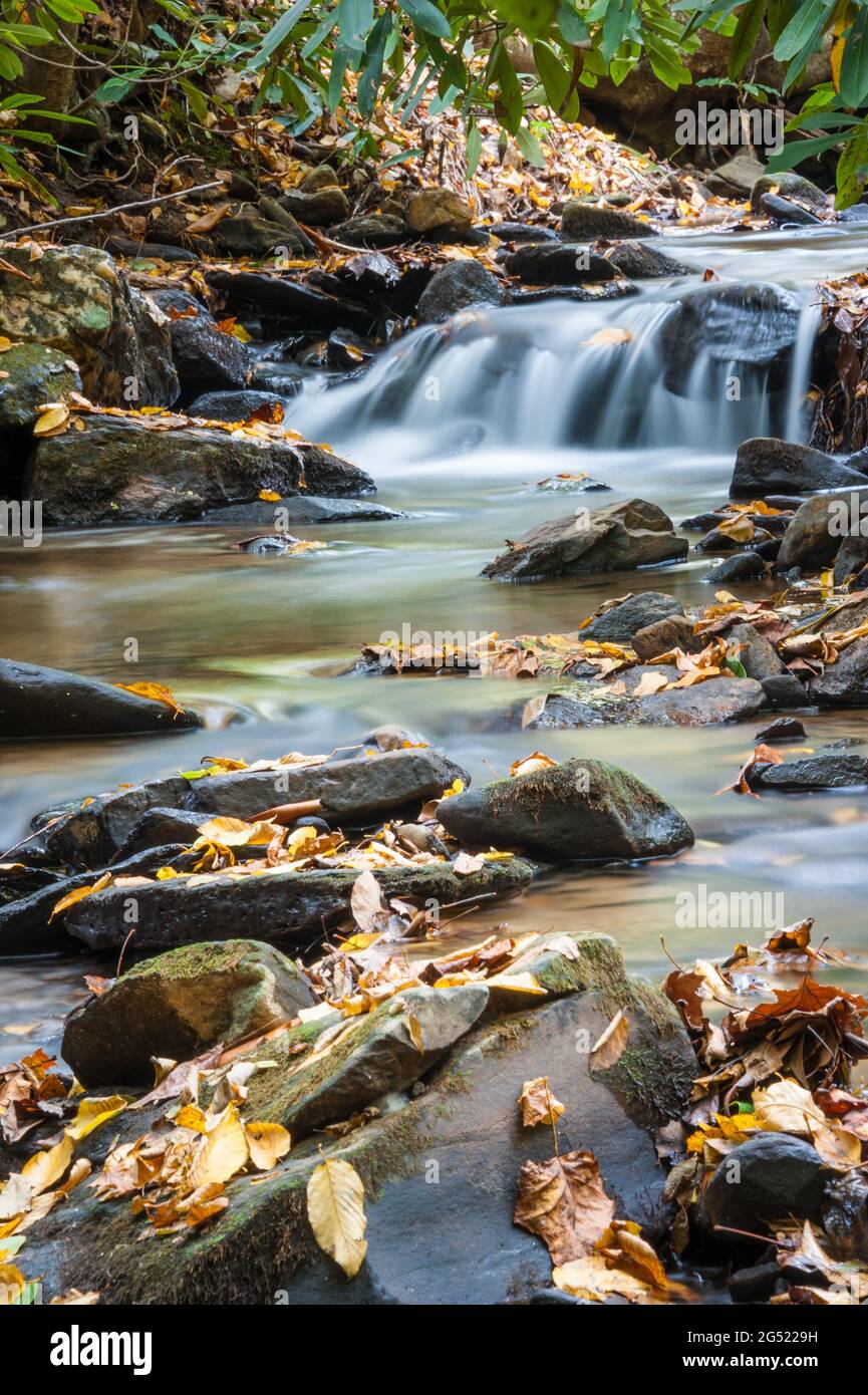 Les feuilles d'automne couvrent les rochers et la rive du ruisseau le long d'un ruisseau de montagne apaisant près d'Asheville, en Caroline du Nord. (ÉTATS-UNIS) Banque D'Images