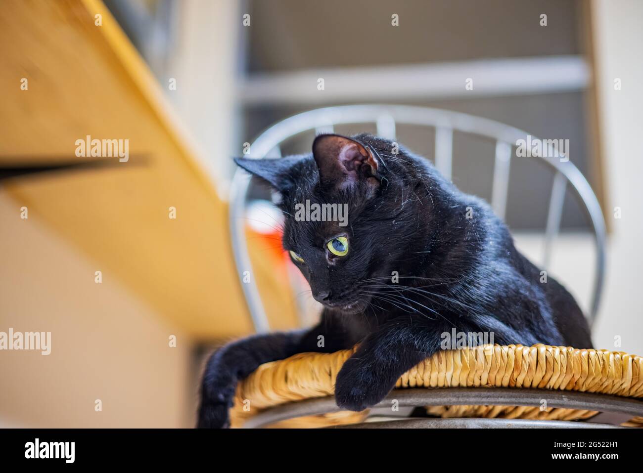 Gros plan de chat mignon au Nevada Banque D'Images