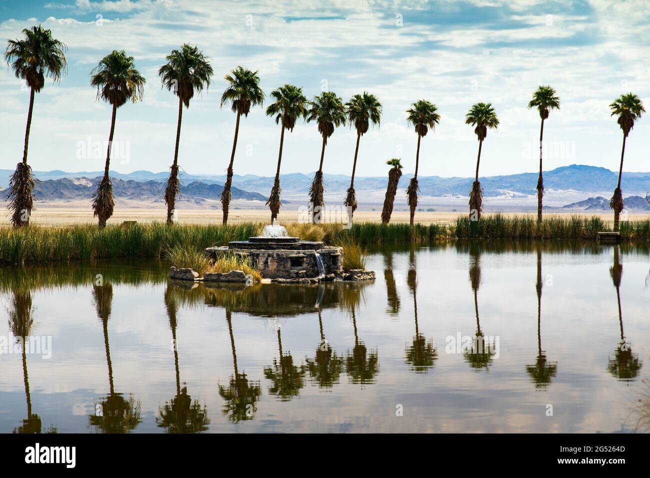 Oasis du désert de Mojave près de Zzyzx, Californie Banque D'Images