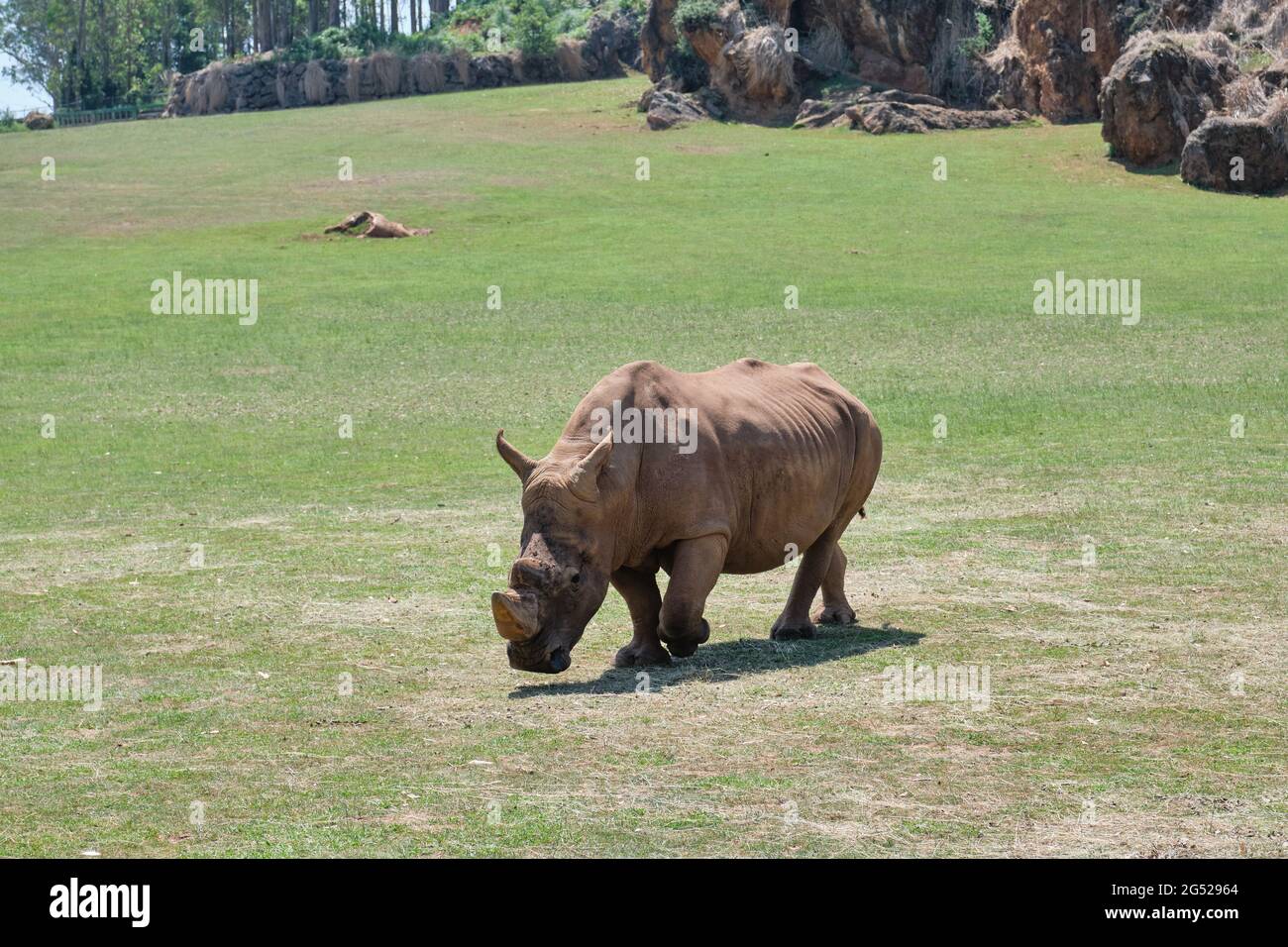 Un rhinocéros mangeant de l'herbe dans le parc naturel de Cabarceno à Cantabria, Espagne. Banque D'Images