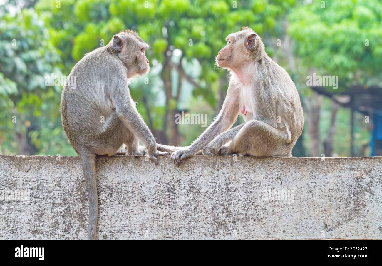 Deux singes assis sur le mur tout en attrape leurs yeux Banque D'Images
