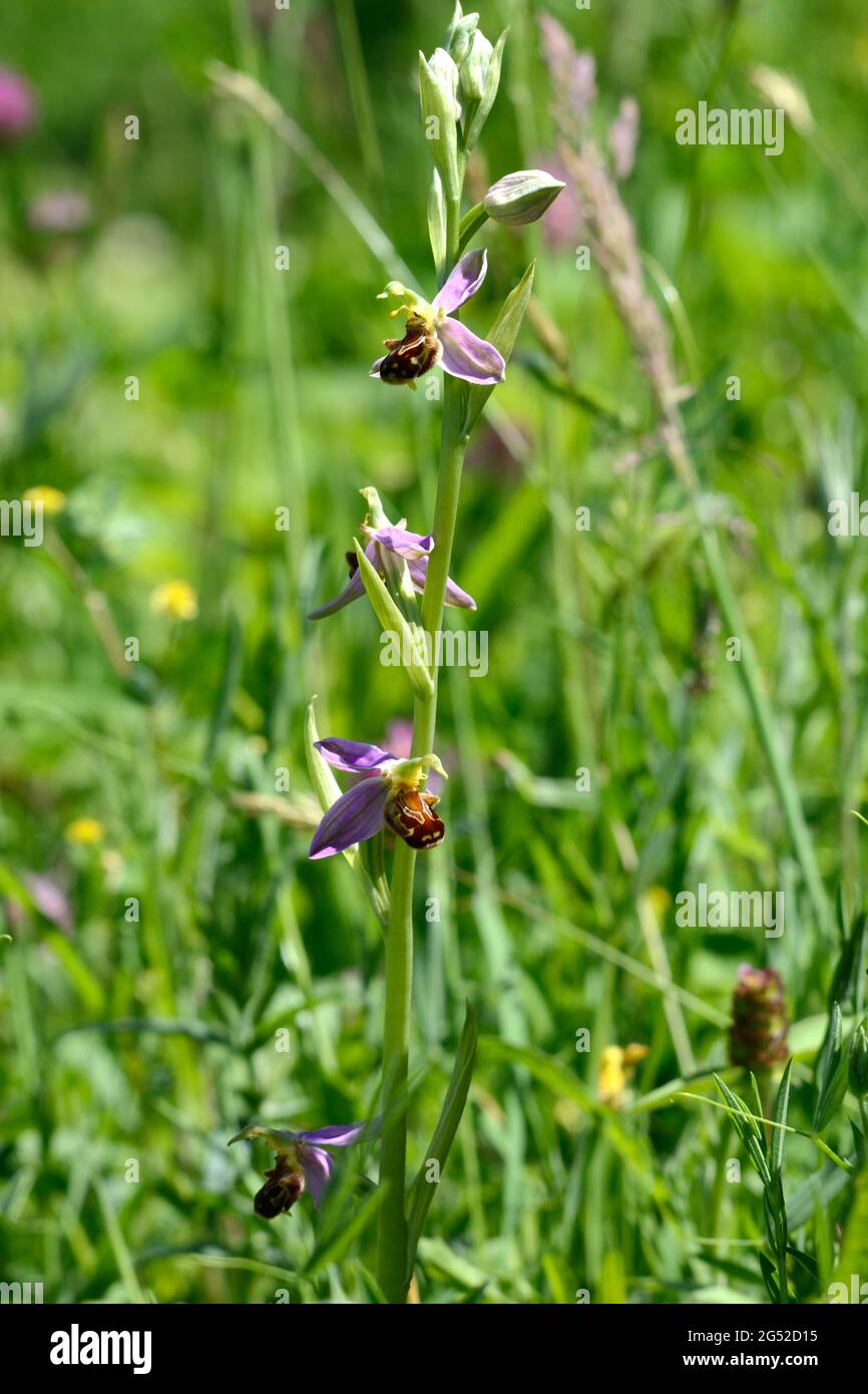 Abeille Orchidée Ophys apifera croissant dans un pré Banque D'Images