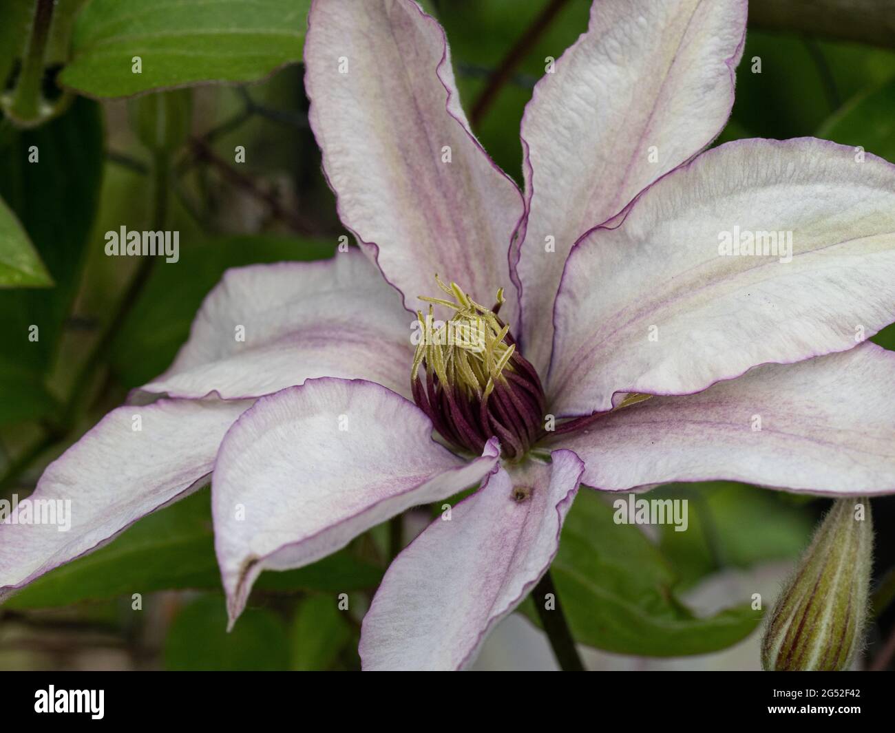 Un gros plan du centre de la fleur de Clematis Samaritan JO Banque D'Images