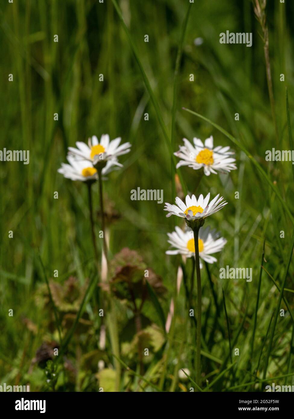 Un groupe de fleurs blanches et jaunes de la commune pelouse Marguerite Bellis perennis Banque D'Images