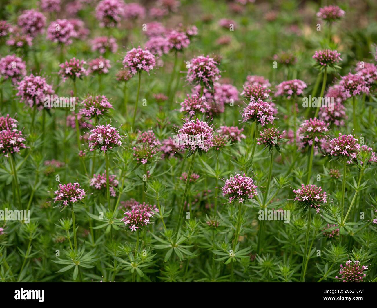 Une souche de la plante de couverture de Phuopsis stylosa recouverte de fleurs roses Banque D'Images