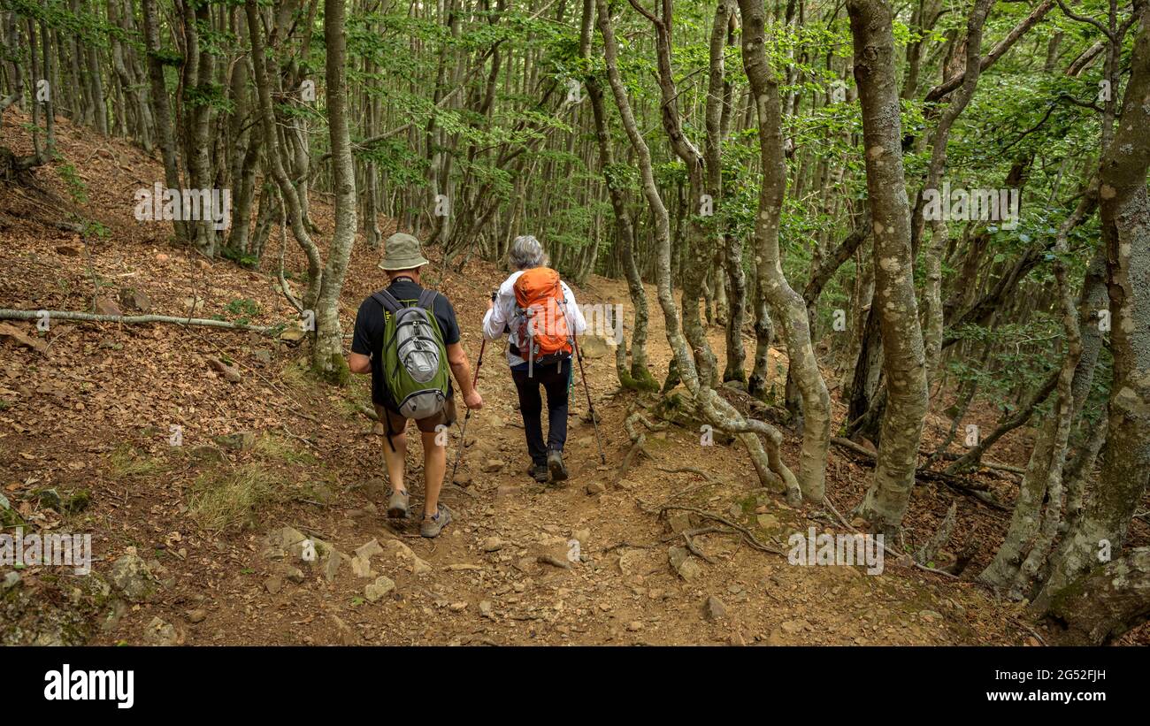 Randonneurs à travers la forêt de hêtres entre le col de Puregon et le ...