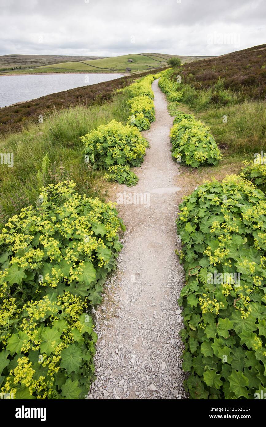 Alchemilla vulgaris (manteau de dame) réservoir Grimwith North Yorkshire Banque D'Images