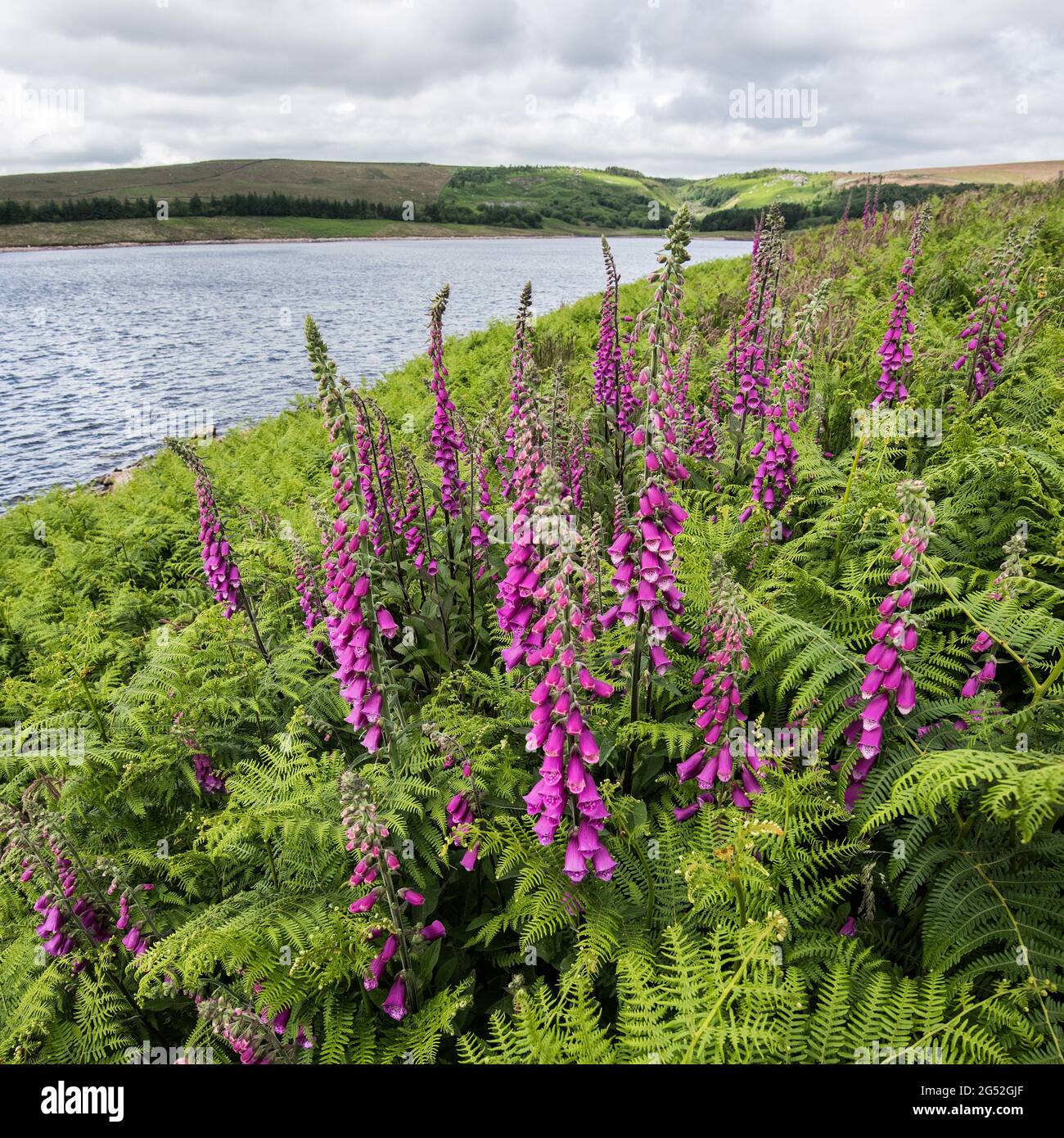 Digitalis purpurea (foxglove) à Grimwith Reservoir North Yorkshire Banque D'Images