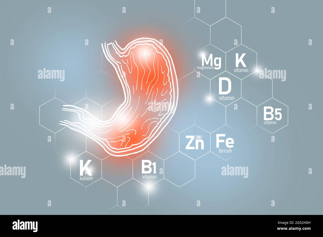Nutriments essentiels pour la santé de l'estomac, y compris le zinc, le Kalium, la vitamine B5, le Ferrum. Ensemble de conception des principaux organes humains avec des vitamines Banque D'Images