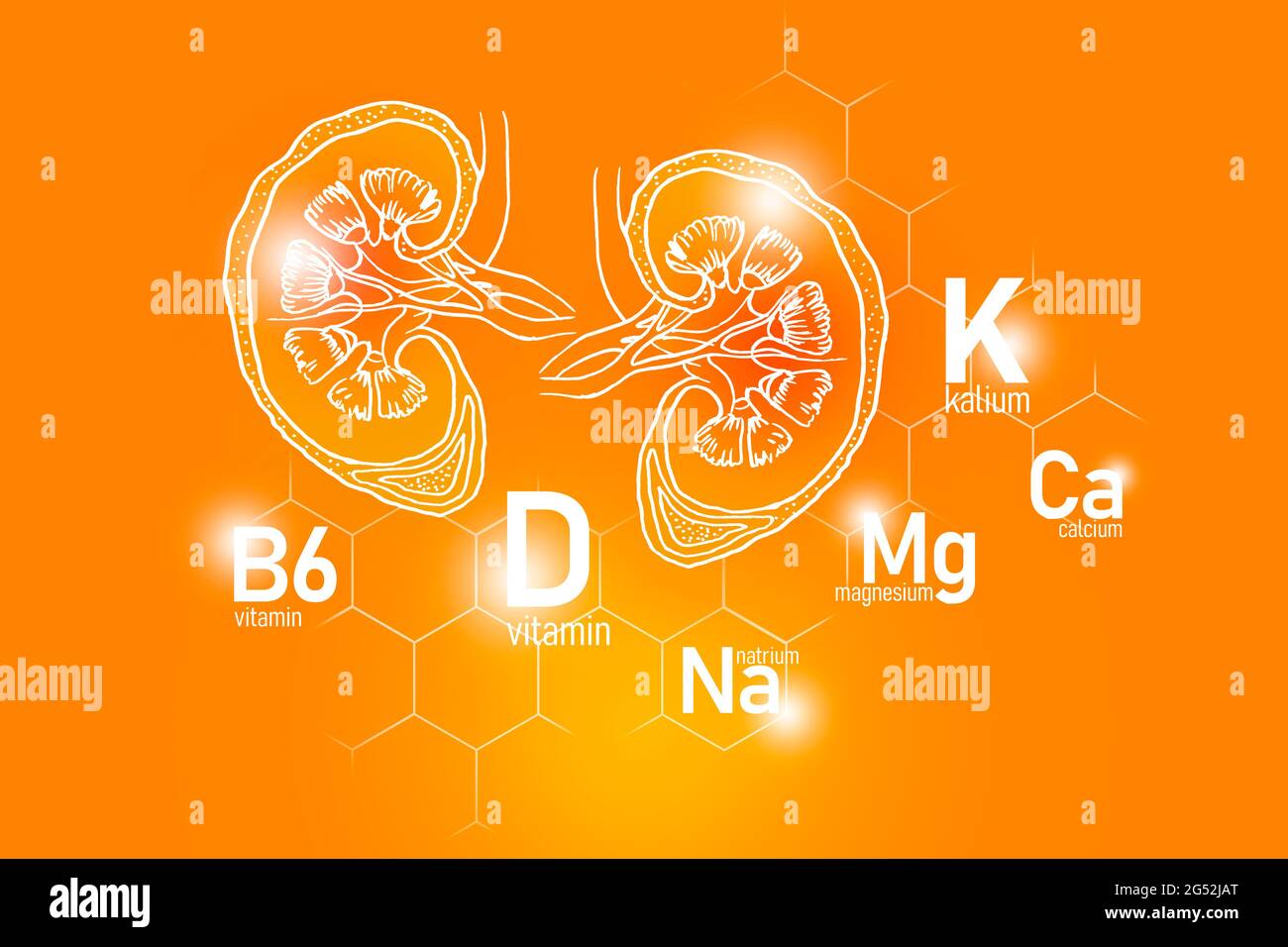 Nutriments essentiels pour la santé des reins, y compris le Natrium, le magnésium, la vitamine B6, le calcium. Ensemble de conception des principaux organes humains avec des vitamines Banque D'Images