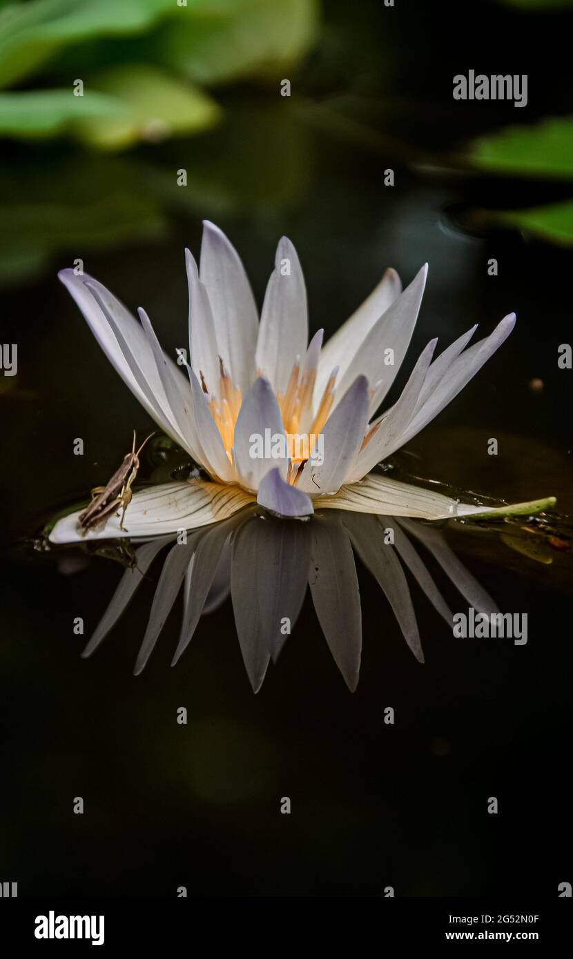 Manel fleur dans l'étang d'eau Banque D'Images