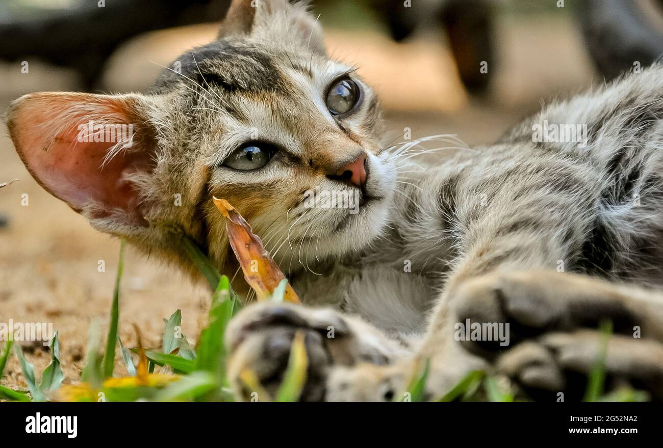 Petits Chats Banque De Photographies Et D Images A Haute Resolution Alamy Petits Chats Banque De Photographies Et D Images A Haute Resolution Alamy
