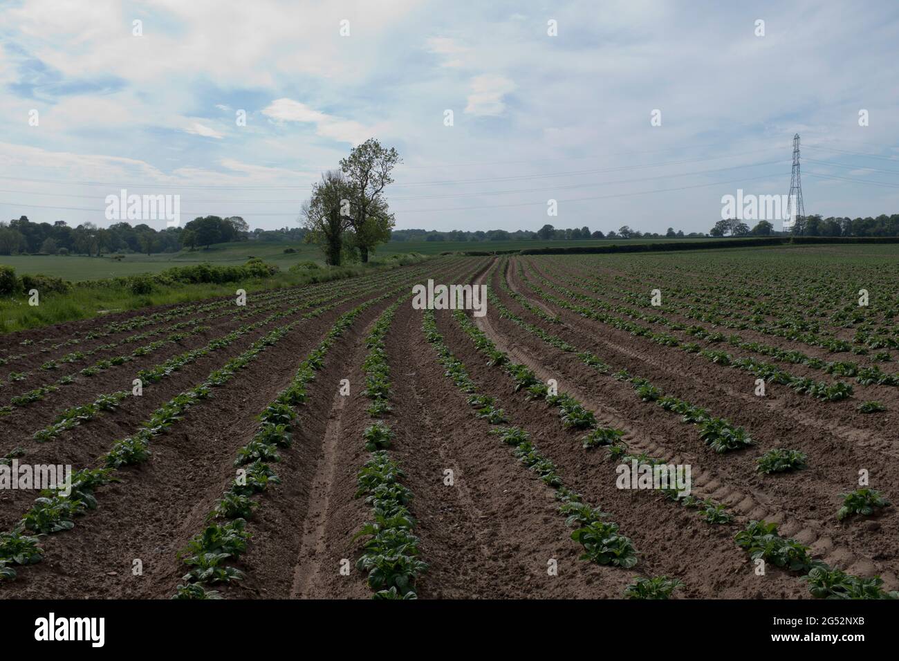 dh pommes de terre champ POMMES DE TERRE LÉGUMES nouvelles plantes de pommes de terre Yorkshire champs Royaume-Uni rangées Banque D'Images