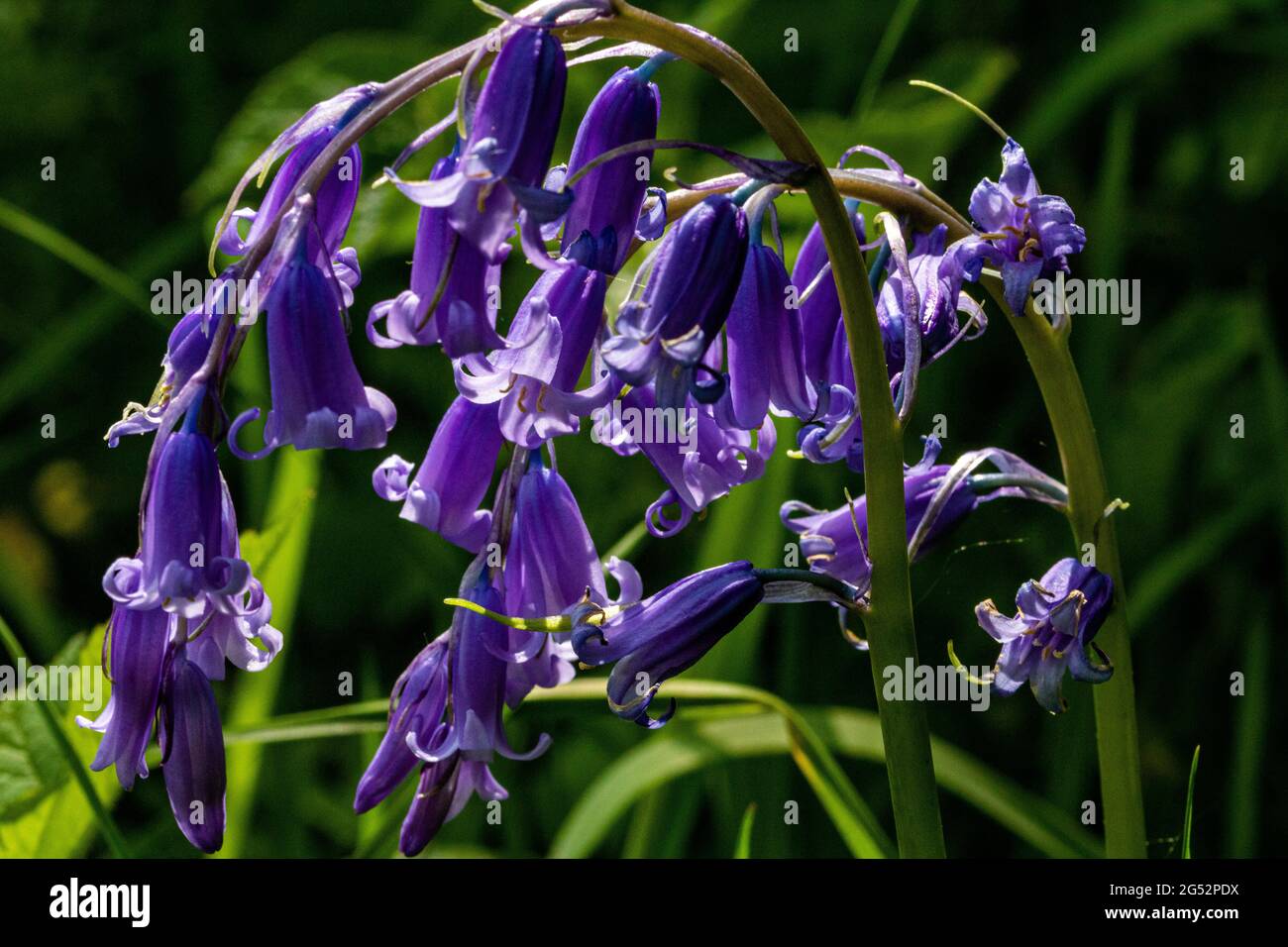 Gros plan détail d'un groupe de fleurs de cloche bleu (jacinthoides non-scripta) poussant sous des chênes sur Torrington Commons, North Devon. Banque D'Images Gros plan détail d'un groupe de fleurs de cloche bleu (jacinthoides non-scripta) poussant sous des chênes sur Torrington Commons, North Devon. Banque D'Images