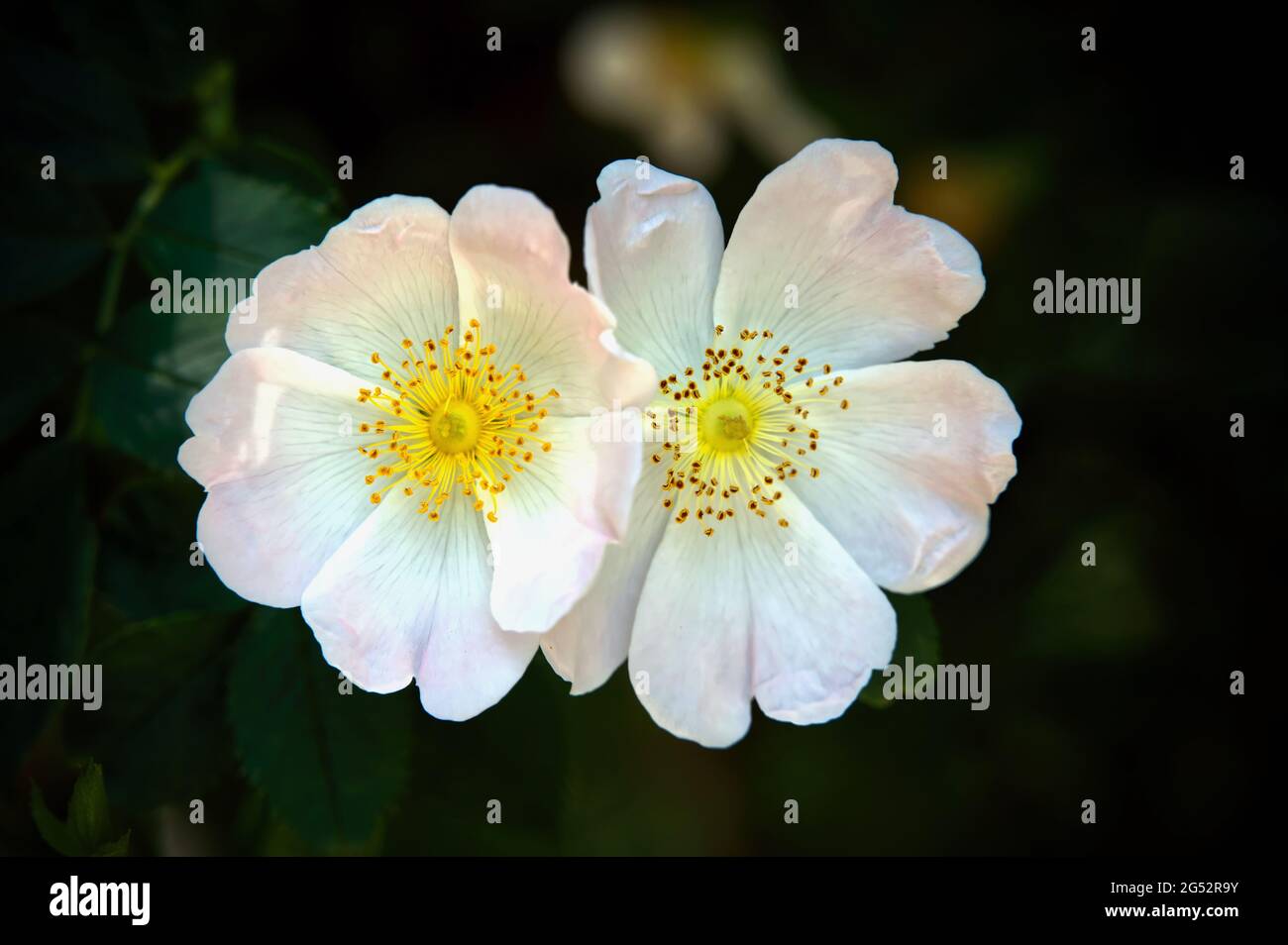 Fleur d'une rose sauvage (Rosa stylosa) Banque D'Images