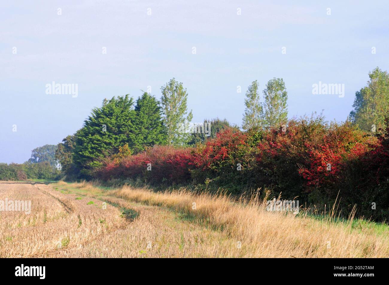 Hedgerow rouge avec baies de Hawthorn. Crataegus monogyna. Automne. Plaine côtière. Banque D'Images