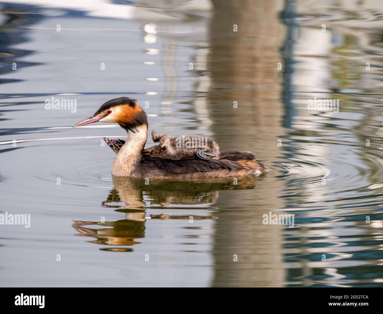Grand grebe à crête, Podiceps cristatus, poussin porté sur le dos de l'adulte, pays-Bas Banque D'Images