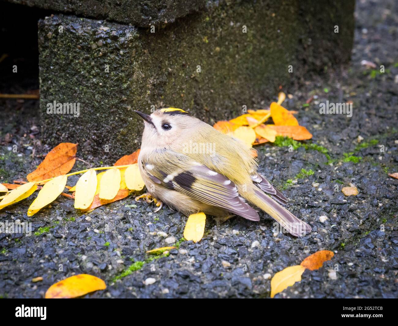 Malade ou fatigué Goldcrest, Regulus regulus, reposant sur la chaussée en automne, pays-Bas Banque D'Images