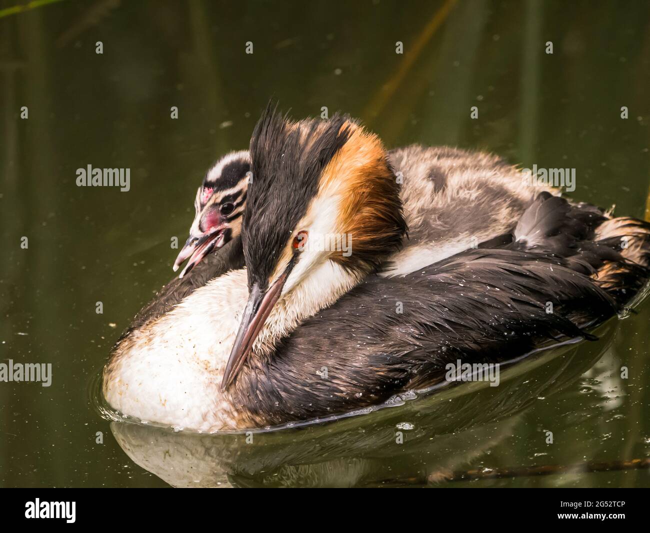 Grand grebe à crête, Podiceps cristatus, jeune porté sur le dos de l'adulte, pays-Bas Banque D'Images