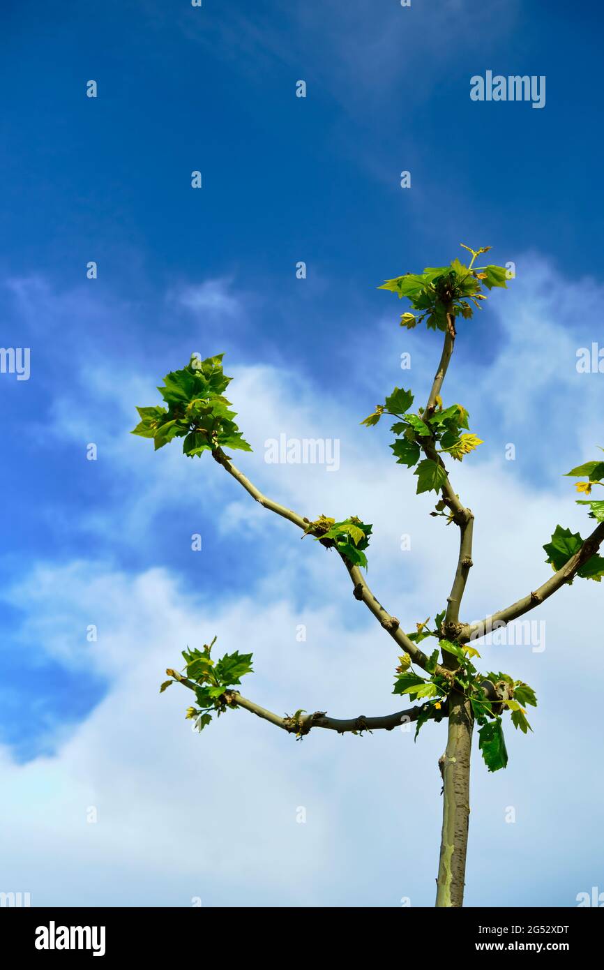 branches d'arbre élaguées et fond bleu ciel Banque D'Images