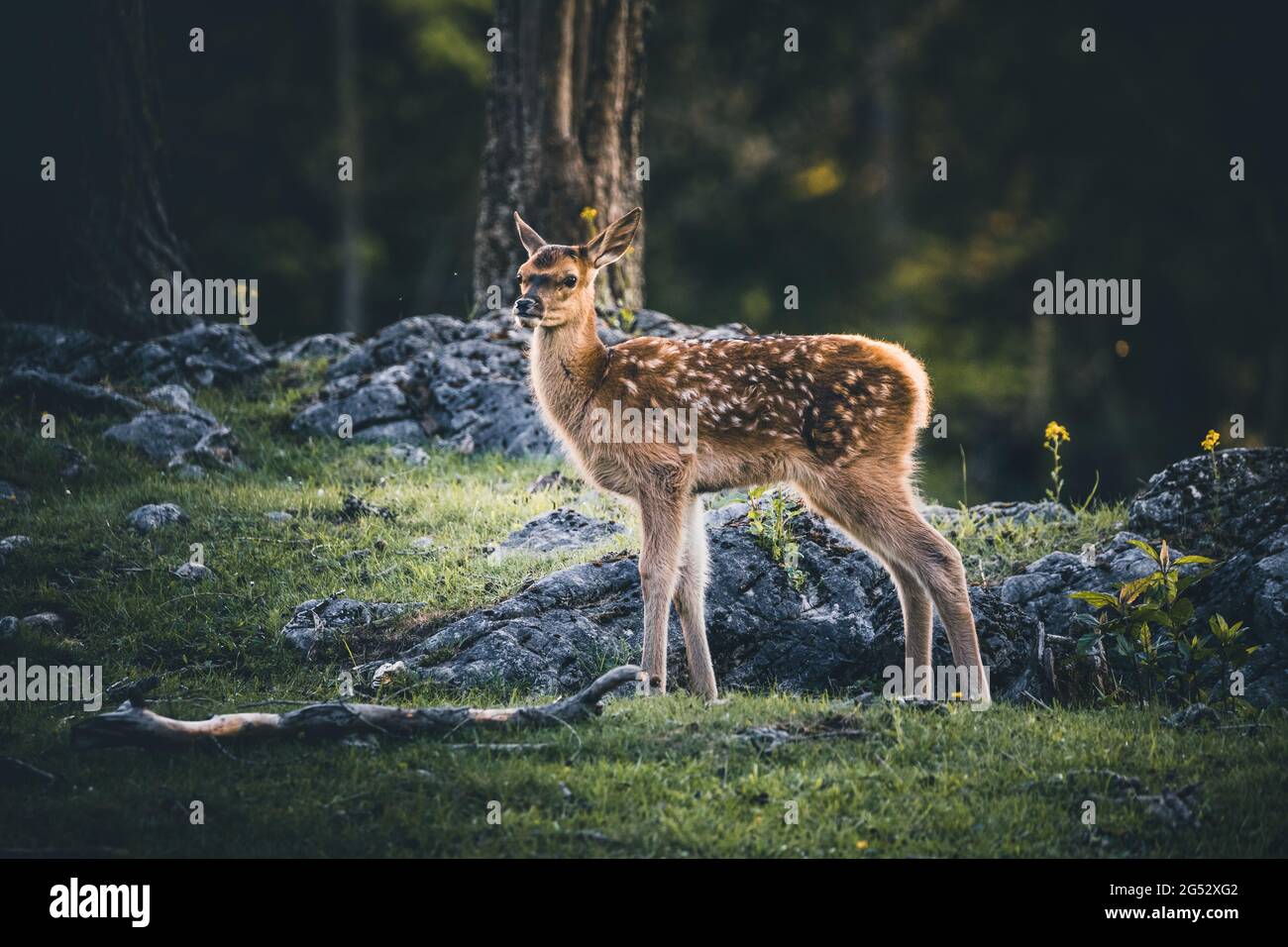 Bébé Deer Bambi dans la forêt pendant l'été Banque D'Images