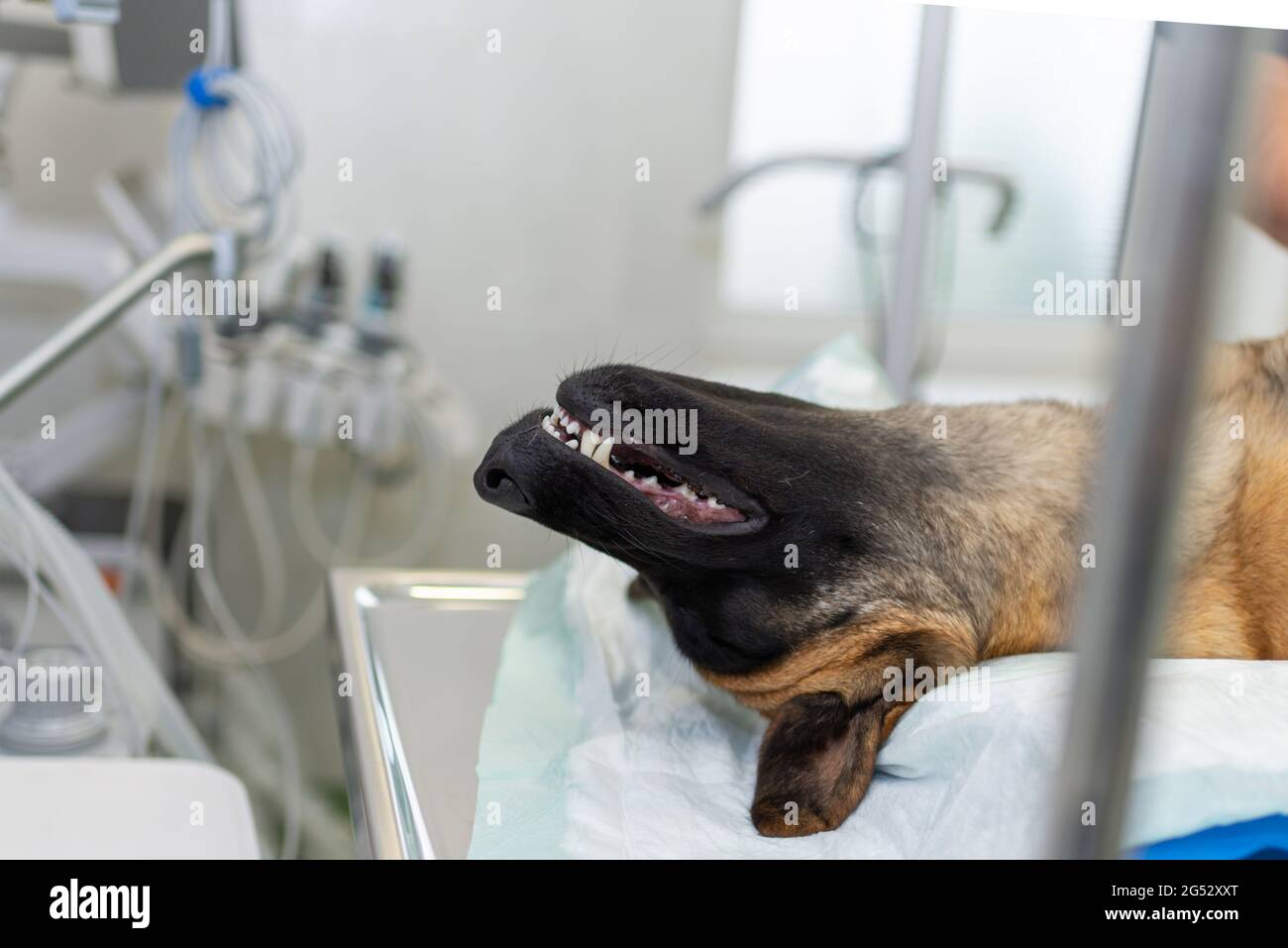 Chien sous anesthésie pendant la chirurgie dans une clinique vétérinaire.le berger allemand est anesthésié. Concept vétérinaire.gros plan. Banque D'Images