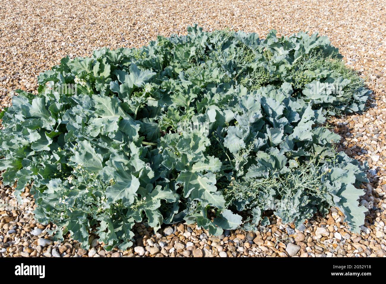 Crambe maritima / kale de mer sur la plage de galets en juin au Royaume-Uni Banque D'Images