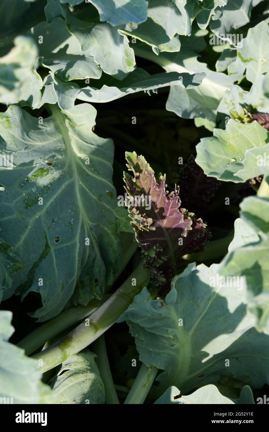 Pousse de jeunes violettes sur Crambe maritima / kale de mer sur la plage de galets en juin au Royaume-Uni Banque D'Images