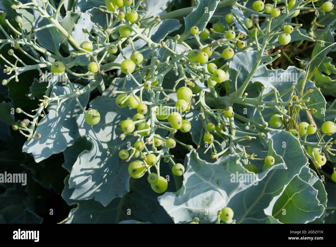 Graines de Crambe maritima / kale de mer sur la plage de galets en juin au Royaume-Uni Banque D'Images