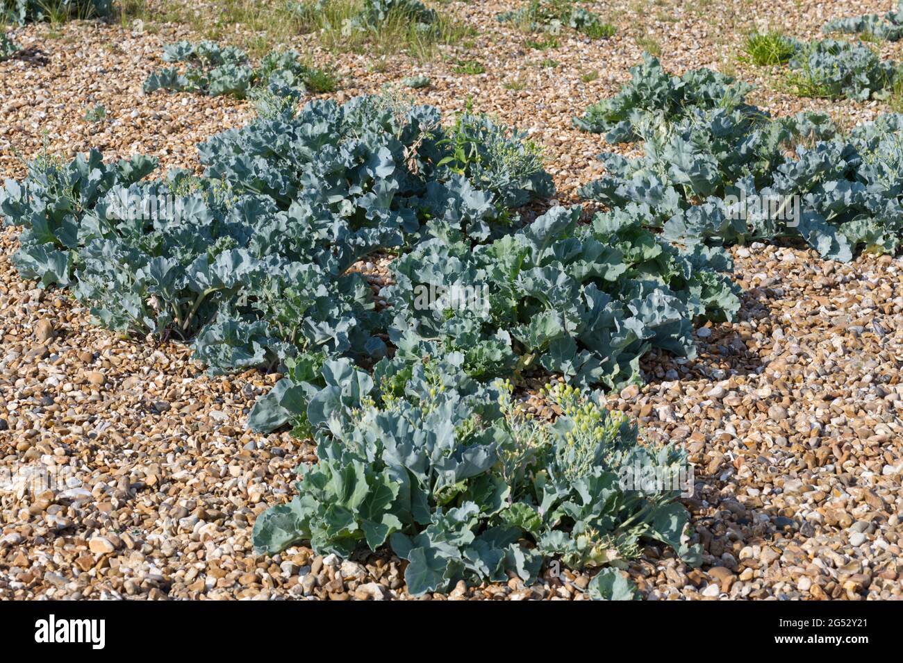 Crambe maritima / kale de mer sur la plage de galets en juin au Royaume-Uni Banque D'Images